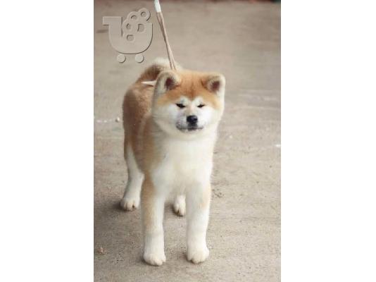 Akita Inu